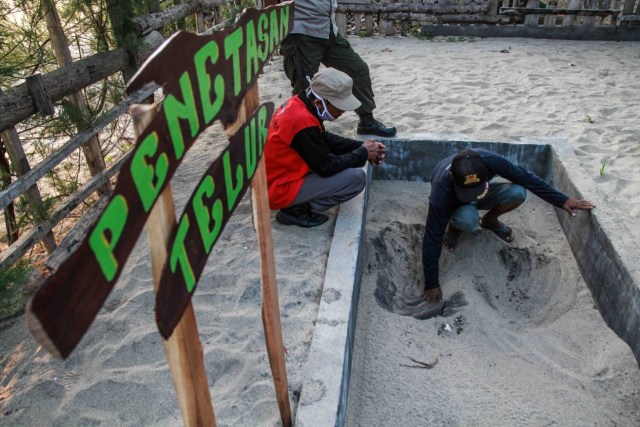 Foto: Pantai Bajulmati yang Jadi Ibu Kota Penyu (212810)