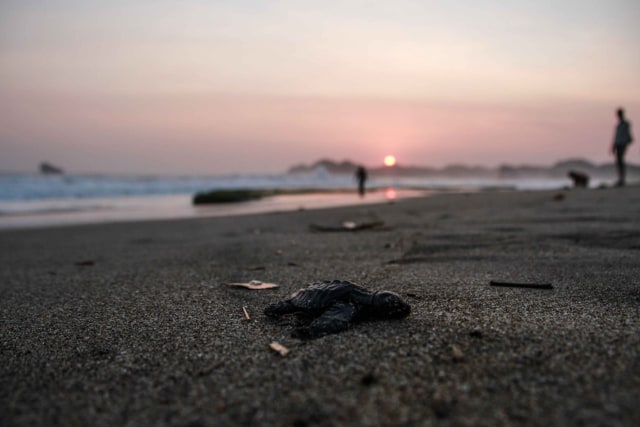 Foto: Pantai Bajulmati yang Jadi Ibu Kota Penyu (212814)