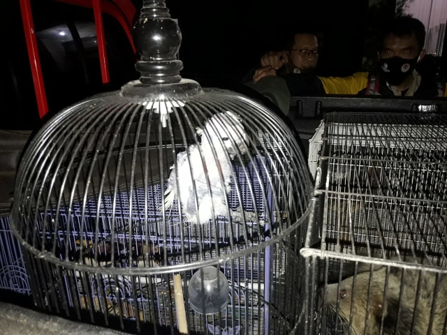 BBKSDA Ciduk Pelaku Perdagangan Satwa Dilindungi di Malang (343285)