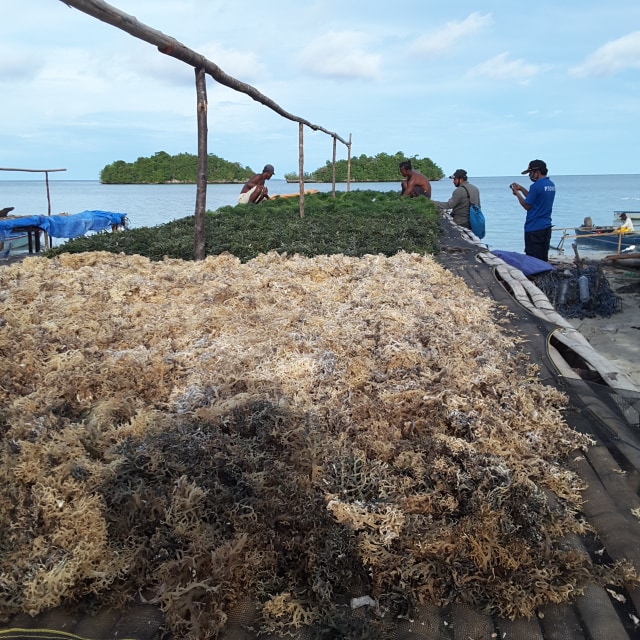 Proses Penjemuran Rumput Laut di Kampung Yariari, Rumberpon Kabupaten Teluk Wondama