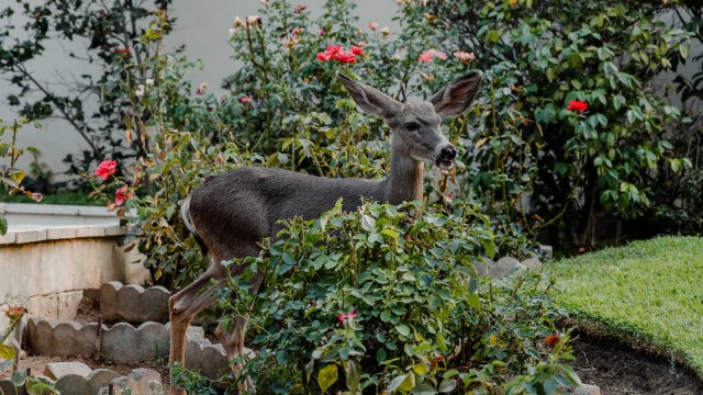 Foto: Rusa Turun ke Pemukiman Berlindung dari Kebakaran Hutan California AS (1675)