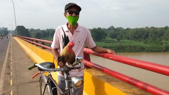 Sarmat (54) bersama ayam kate jenis serama miliknya saat gowes di kawasan Jembatan Aur Duri II Kota Jambi. Menurut pemiliknya ayam jantan mini tersebut doyan musik dan naik sepeda onthel.
 Foto: Syarif Abdullah via ANTARA NEWS