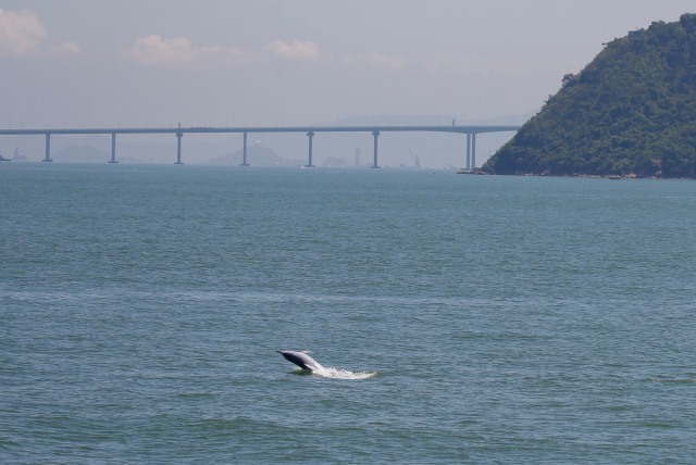 Seekor lumba-lumba putih China melompat keluar dari laut di lepas pantai pulau Lantau di Hong Kong. Foto: Bobby Yip/Reuters