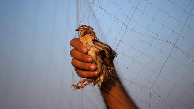Warga menangkap burung puyuh dengan jaring di selatan Jalur Gaza, Palestina, Senin (14/9/2020). Foto: MOHAMMED SALEM/REUTERS