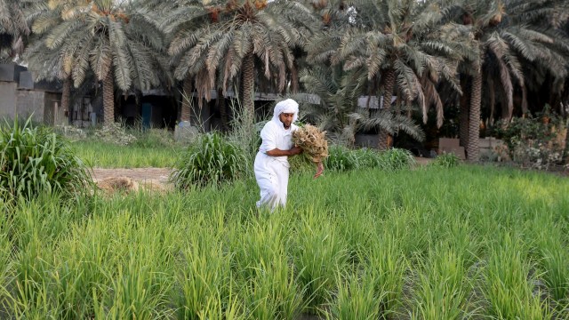Seorang petani menanam padi yang dikenal dengan sebutan "Hassawi Rice" di sawah, Al-Ahsa, Arab Saudi. Foto: Ahmed Yosri/REUTERS