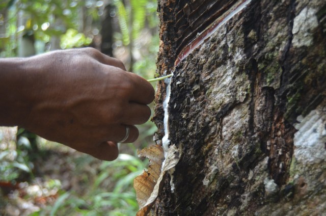 Seorang pekebun menderes getah karet di Dusun Napasingkam, Desa Tarabintang, Kecamatan Tarabintang, Kabupaten Humbang Hasundutan. Foto: Istimewa