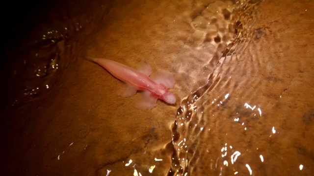 Ikan malaikat gua, Cryptotora thamicola. Foto: Zachary Randall/Florida Museum