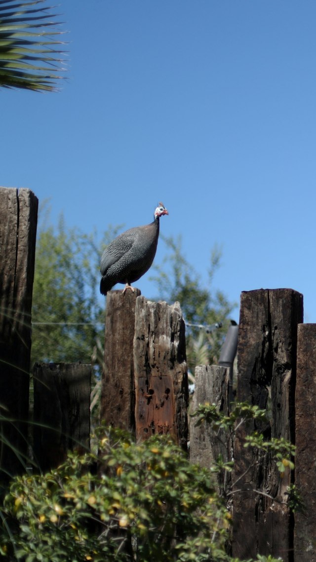 Seekor burung terlihat di pagar di 'Buin Zoo' di Buin, Santiago, Chile. Foto: Ivan Alvarado/REUTERS
