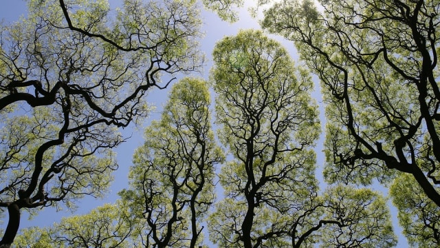 Crown Shyness, Belajar Social Distancing dari Pepohonan (4309)