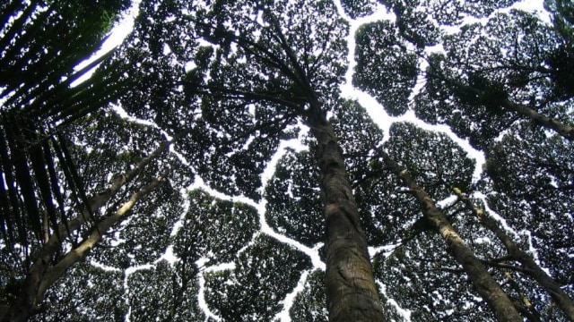 Crown Shyness, Belajar Social Distancing dari Pepohonan (4310)