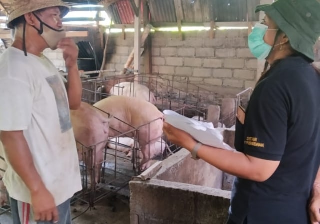 Penyembelihan babi biasa dilakukan menjelang Galungam - IST