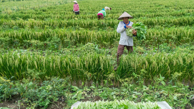 Ilustrasi petani