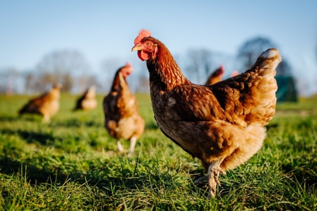 Ilustrasi ayam. Foto: iStock