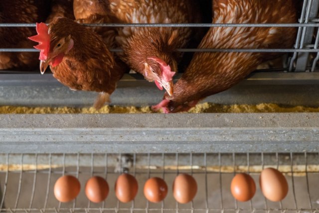 Proses Daur  Hidup  Ayam  yang  Non Metamorfosis kumparan com