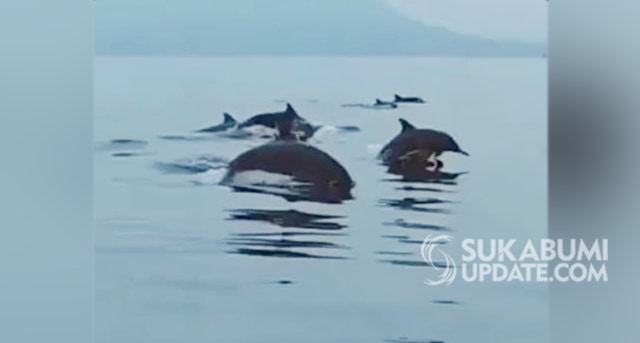 Screenshot kawanan lumba-lumba hidung botol di Palabuhanratu tahun 2018 silam, hari ini kawasan lumba lumba ini kembali terlihat | Sumber Foto:Fajar Sepdiansyah