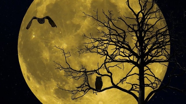 Ilustrasi Burung Hantu dan Bulan Purnama. Foto: blende12 from Pixabay