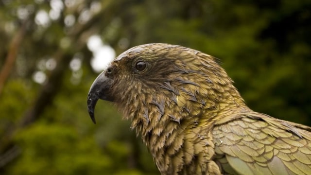 Burung Beo Kea Memiliki Kemampuan Memprediksi yang Mengagumkan (632726)