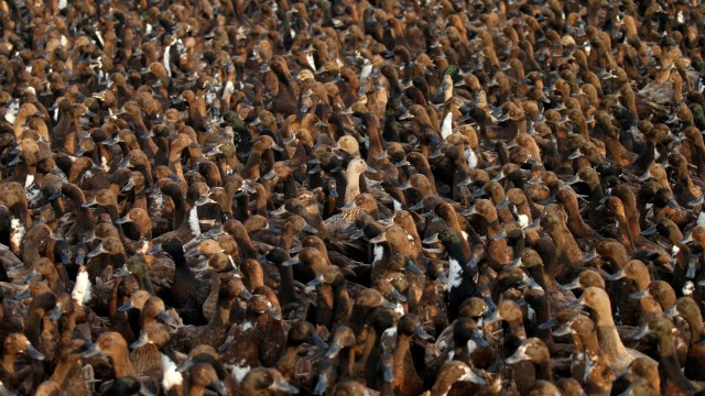 Bebek pergi ke sawah untuk membersihkan gulma dan hama, setelah musim panen di Nakhon Pathom, Thailand. Foto: Soe Zeya Tun/REUTERS