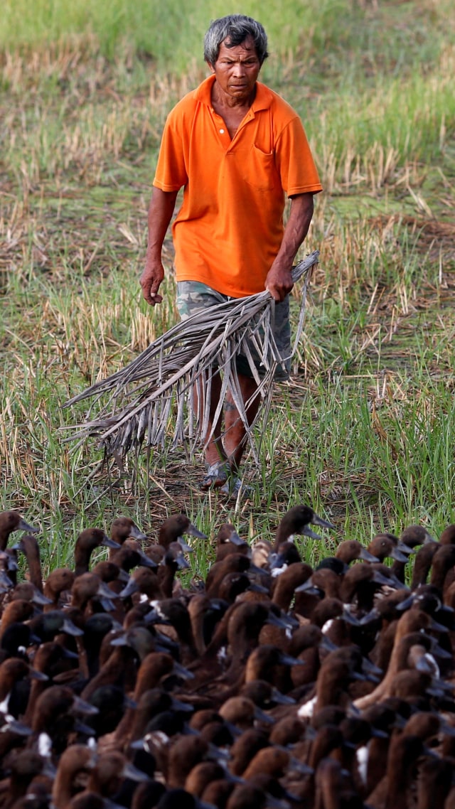 Seorang pekerja menggembalakan bebek ke sawah untuk membersihkan gulma dan hama, setelah musim panen di Nakhon Pathom, Thailand. Foto: Soe Zeya Tun/REUTERS