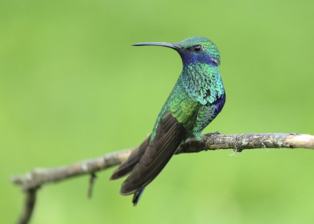 Kolibri yang banyak ditemukan di pegunungan Andes | Gambar oleh skeeze dari Pixabay