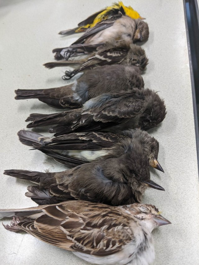 Burung yang mati secara misterius merupakan burung-burung imigran yang berpindah tempat karena akan datangnya musim dingin di AS. Foto: Twitter @salasphorus