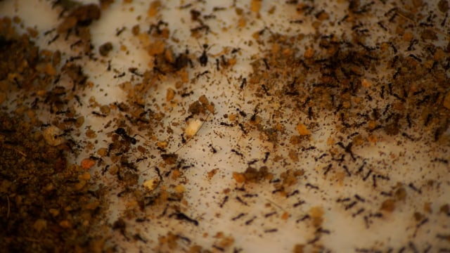 Semut di dalam formikarium yang dijual di toko Just Ants di Singapura. Foto: Joseph Campbell/Reuters