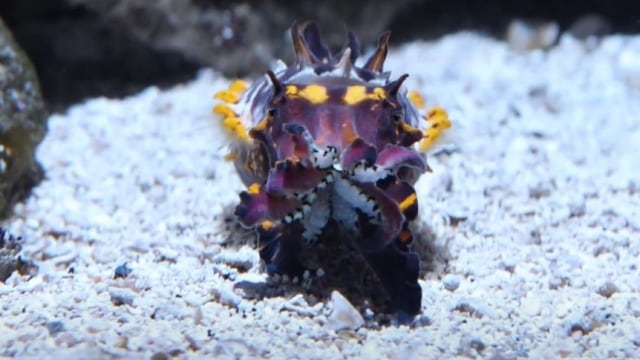 Sotong Flamboyan. Foto: Screen Youtube Monterey Bay Aquarium