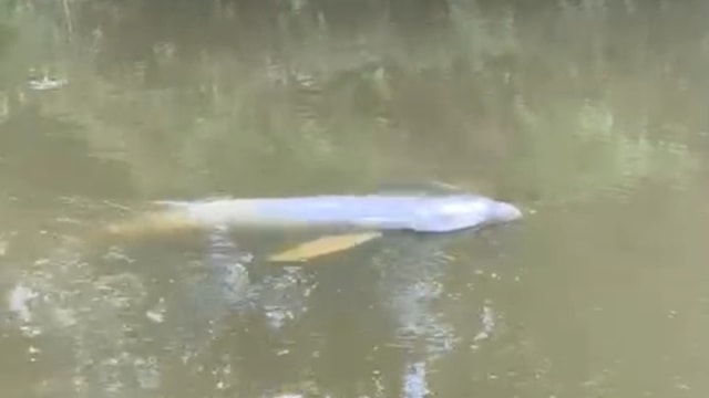 IKAN pesut atau lumba-lumba saat muncul di Sungai Segati, Desa Tambak, Langgam, Pelalawan, Riau. 