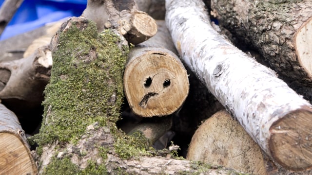Sering Melihat Wajah Pada Sebuah Benda? Mungkin Kamu Mengalami Pareidolia (311842)
