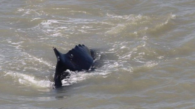 Paus Ini Nyasar Berenang ke Sungai Penuh Buaya, Kok Bisa? (90321)