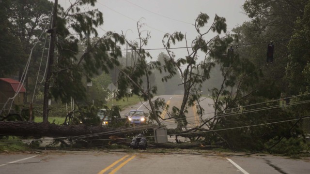Foto: Pohon-pohon yang Tumbang Akibat Badai Sally di Amerika Serikat (300872)