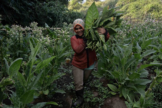 Aturan Pengendalian Rokok Mau Diubah, Petani Tembakau Mengaku Tak ...