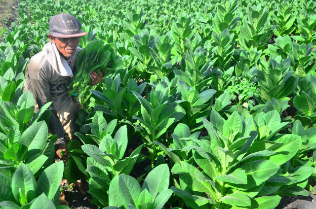 Petani memetik daun tembakau saat panen di persawahan Dusun Welar, Toroh, Grobogan, Jawa Tengah, Senin (7/9/2020). Foto: Yusuf Nugroho/Antara Foto