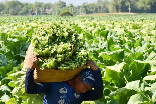 Petani memanen daun tembakau di Desa Tatung, Balong, Ponorogo, Jawa Timur, Selasa (8/9/2020). Foto: Siswowidodo/Antara Foto