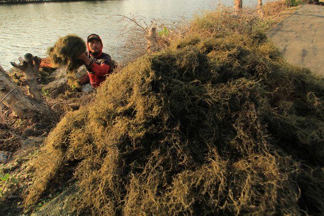 Pekerja memanen rumput laut jenis Glacilaria Sp di areal tambak desa Brondong, Indramayu, Jawa Barat, Minggu (13/9/2020). Foto: Dedhez Anggara/Antara Foto