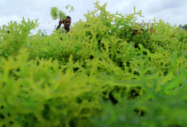 Ilustrasi rumput laut. Foto: Akbar Tado/Antara Foto