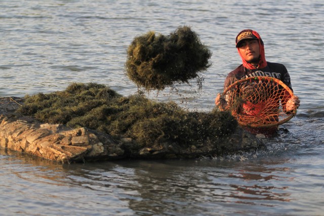 Pekerja memanen rumput laut jenis Glacilaria Sp di areal tambak desa Brondong, Indramayu, Jawa Barat, Minggu (13/9/2020). Foto: Dedhez Anggara/Antara Foto