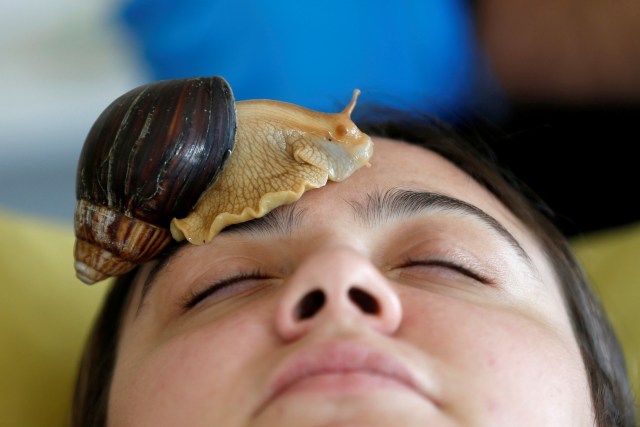 Foto: Prosedur Kecantikan Unik di Yordania, Gunakan Siput untuk Pijat Wajah (631)
