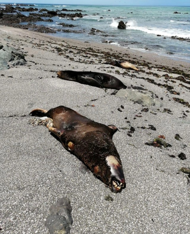 Singa laut mati terlihat di Cabo San Lazaro, Baja California Sur, Meksiko. Foto: AZCARM/Handout via REUTERS