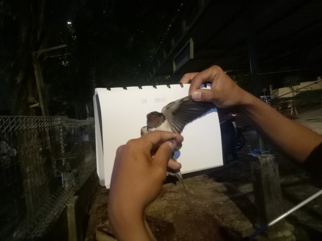 Burung Migran yang Singgah di Kota Jogja Suka Menginap di Hotel Mewah (66125)