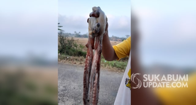 Sate Gurita, Olahan Khas dari Pesisir Ujung Genteng, Sukabumi (70641)