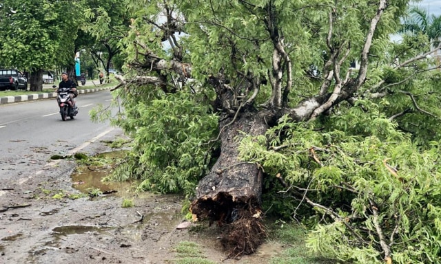 Pohon tumbang akibat angin kencang di Jalan Soekarno Hatta, depan Meuligoe Wali Nanggroe, Aceh Besar, Senin (19/9) pagi. Foto: Suparta/acehkini