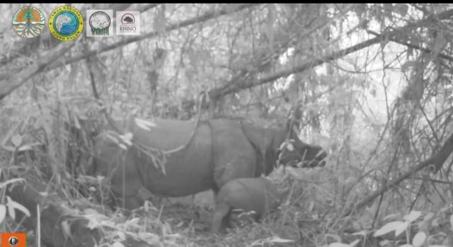 Kabar Bahagia, 2 Anak Badak Jawa Langka Lahir di Ujung Kulon (26900)