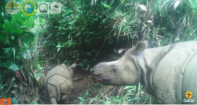 Kabar Bahagia, 2 Anak Badak Jawa Langka Lahir di Ujung Kulon (26899)