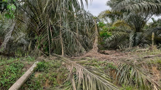 Area kebun kelapa sawit yang dirusak gajah. Foto: Dok. Camat Pante Ceureumen