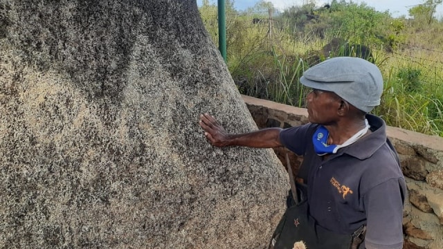 Kreasi Seniman Padukan Motif Purbakala pada Lukisan Kulit Kayu Sentani (25454)