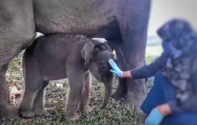 Bayi gajah Sumatera bernama 'Rizky' lahir di Pusat Latihan Gajah ({LG) Minas, Riau, pada Jumat (18/9/2020). Foto: Doc. BBKSDA Riau