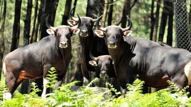 Banteng Jawa: Tak Dikenal, Dilupakan, Dikalahkan Akasia Berduri (31938)