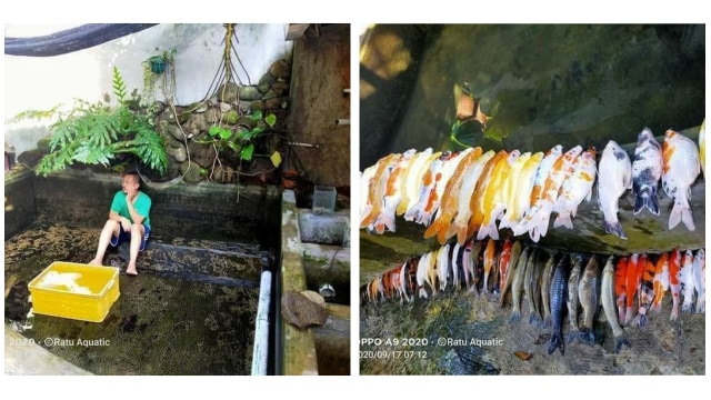 Ikan hias mati akibat pemilik lupa menyalakan pompa air. Sumber Foto: Facebook.com/@Cilacap Kita