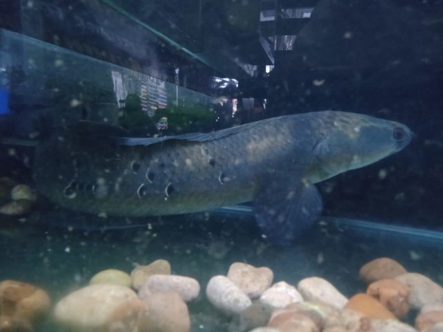 Pandemi, Penghobi Ikan Gabus Makin Marak (98429)